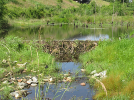 CCHS 11th grader Nancy Murray wins NACD photo contest